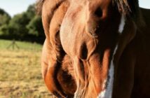 Come nascono gli standard video: dal VGA all’HDMI