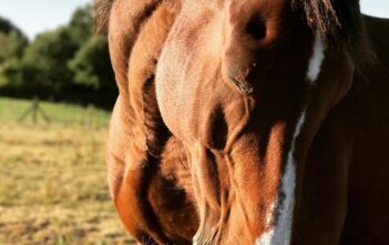 Come nascono gli standard video: dal VGA all’HDMI