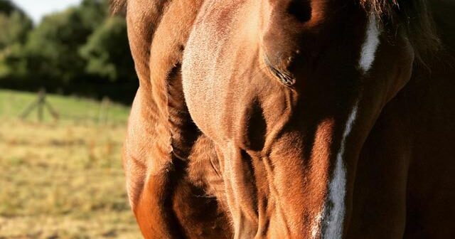 Come nascono gli standard video: dal VGA all’HDMI