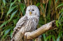 Perché i sistemi RAID non sostituiscono i backup