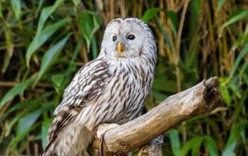 Perché i sistemi RAID non sostituiscono i backup