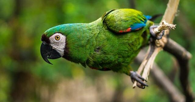 Perché le GPU sono centrali nel mining e nell’AI