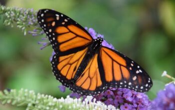 Il ruolo delle API REST nello sviluppo web