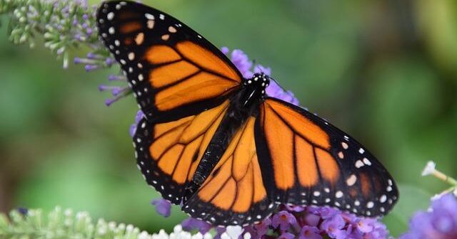 Storia delle smart card e dei chip NFC